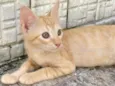 Gato raça srd idade 2 a 6 meses nome amarelo