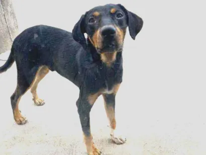 Cachorro raça indefinido  idade 7 a 11 meses nome sem nome