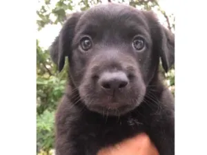 Cachorro raça Sem Raça Definida idade Abaixo de 2 meses nome Sem nome