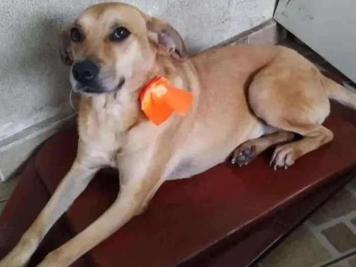 Cachorro ra a Mix de labradora idade 2 anos nome Olívia