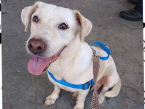 Cachorro raça Srd idade 3 anos nome Babalu