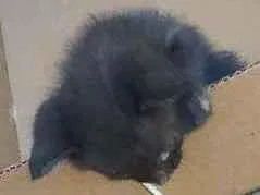 Gato raça SRD idade Abaixo de 2 meses nome Sem nome