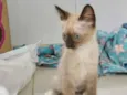 Gato raça srd idade 2 a 6 meses nome Filhote castrada