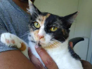 Gato raça Tricolor idade 1 ano nome Fiona