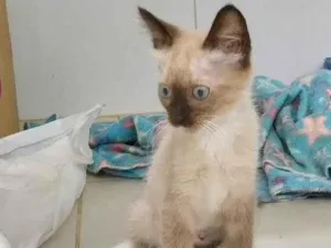 Gato raça srd idade 2 a 6 meses nome Filhote castrada