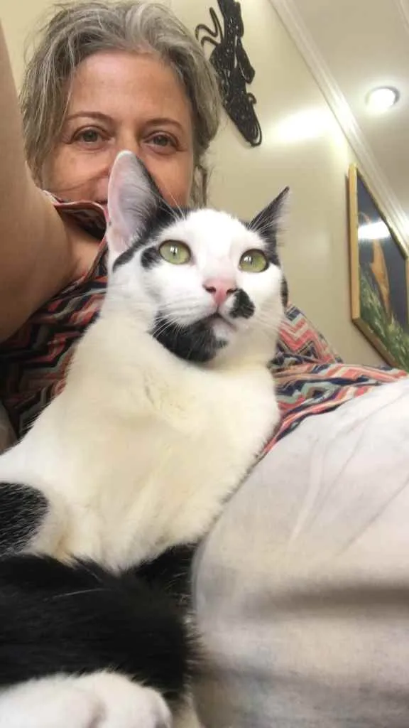 Gato ra a SRD idade 2 a 6 meses nome Lili