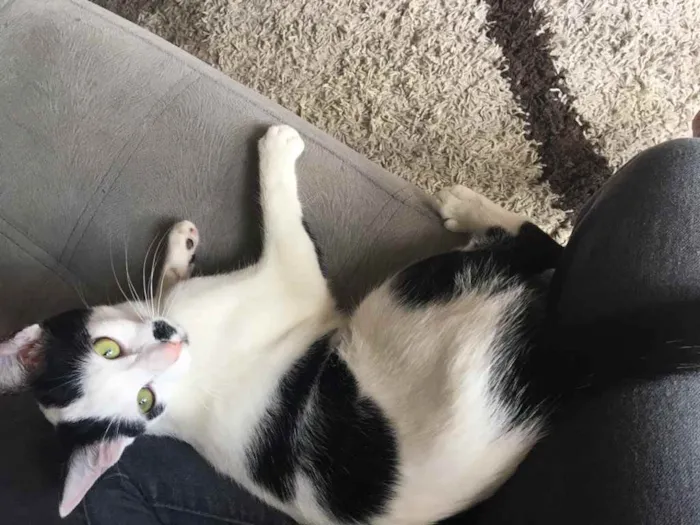 Gato ra a SRD idade 2 a 6 meses nome Lili