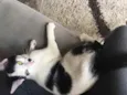 Lili