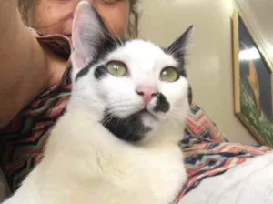 Gato raça SRD idade 2 a 6 meses nome Lili