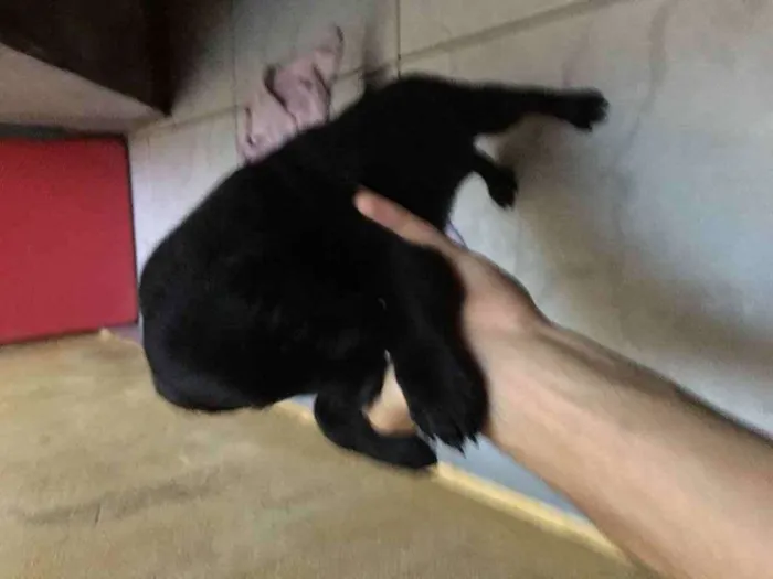 Cachorro ra a Vira lata idade 2 a 6 meses nome Filhote sem nome