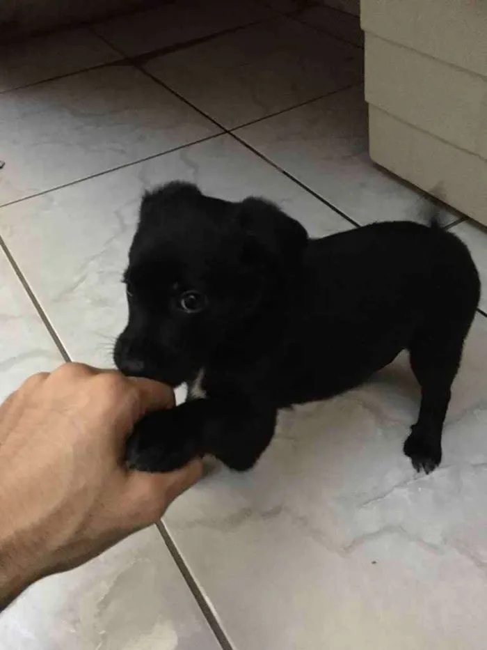 Cachorro ra a Vira lata idade 2 a 6 meses nome Filhote sem nome