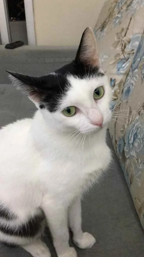 Gato ra a SRD idade 7 a 11 meses nome Cherrie 