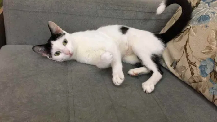 Gato ra a SRD idade 7 a 11 meses nome Cherrie 