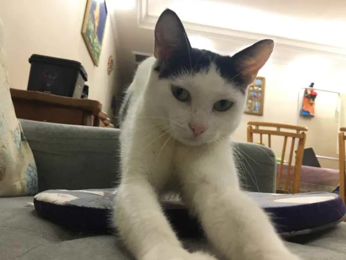 Gato ra a SRD idade 7 a 11 meses nome Cherrie 