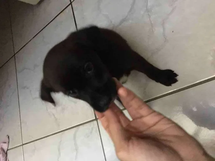 Cachorro ra a Vira lata idade 2 a 6 meses nome Filhote sem nome