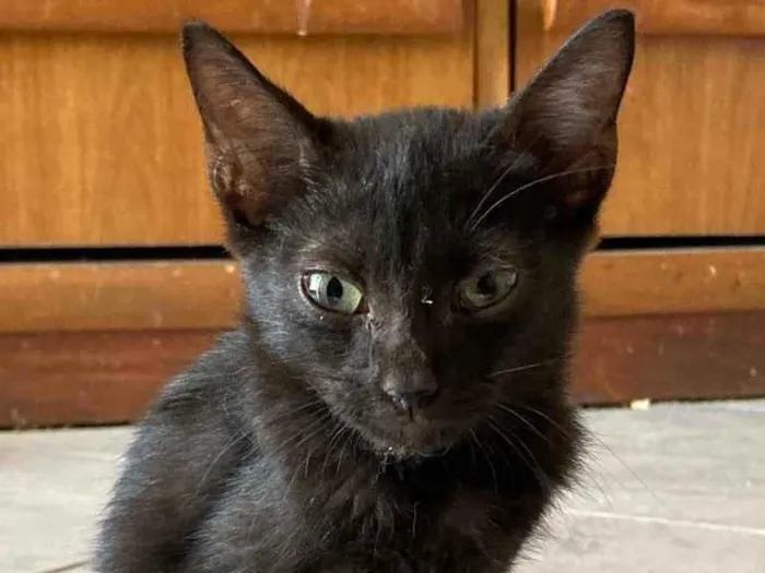 Gato ra a Srd idade Abaixo de 2 meses nome Banguela
