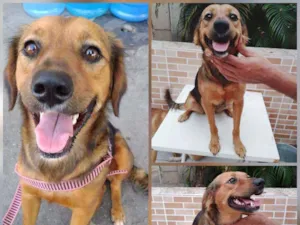 Cachorro raça Srd idade 1 ano nome Rosita