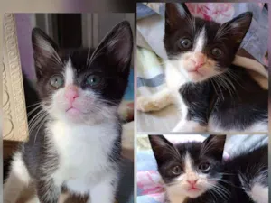 Gato raça Frajola idade Abaixo de 2 meses nome Fofito