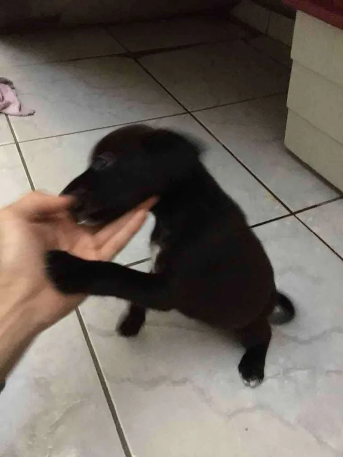 Cachorro ra a Vira lata idade 2 a 6 meses nome Filhote sem nome