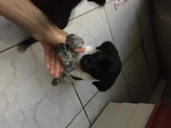 Cachorro ra a Vira lata  idade 2 a 6 meses nome Filhote sem nome