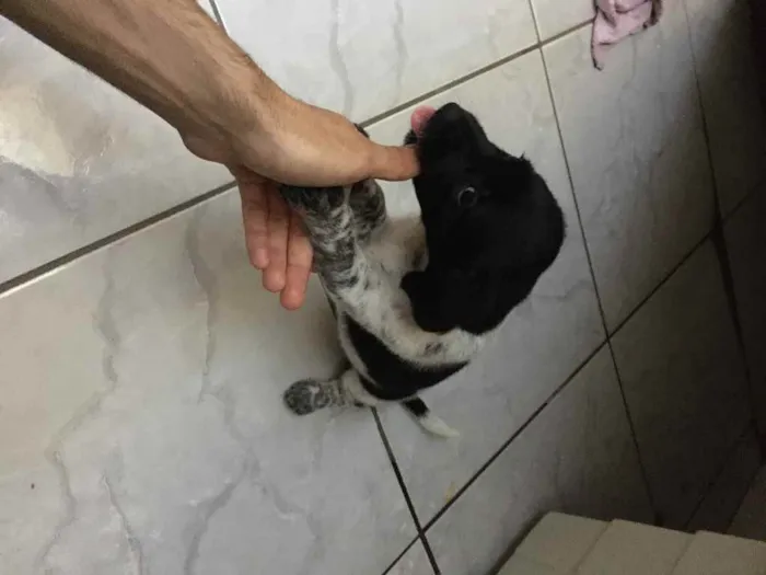 Cachorro ra a Vira lata  idade 2 a 6 meses nome Filhote sem nome