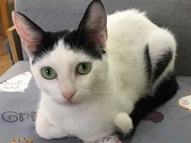 Gato ra a SRD idade 7 a 11 meses nome Cherrie 