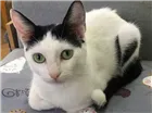 Gato raça SRD idade 7 a 11 meses nome Cherrie 