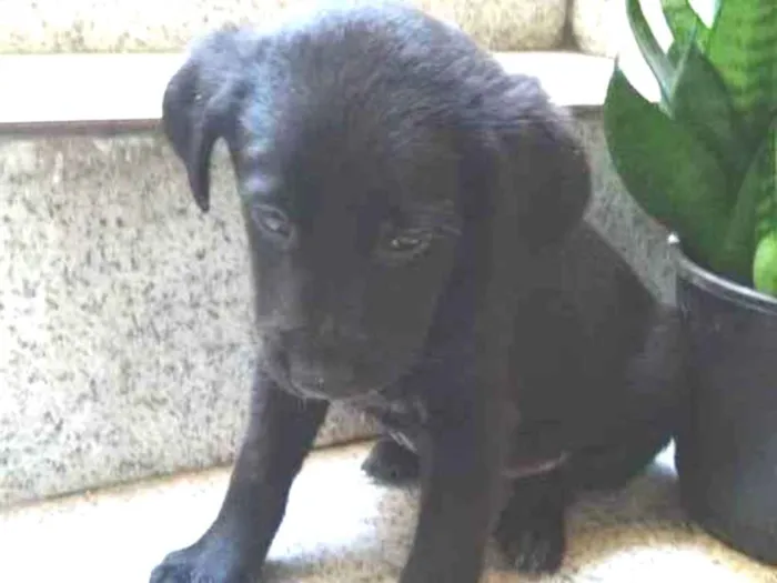 Cachorro ra a Vira lata idade 2 a 6 meses nome Filhote sem nome