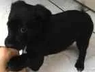 Cachorro raça Vira lata idade 2 a 6 meses nome Filhote sem nome