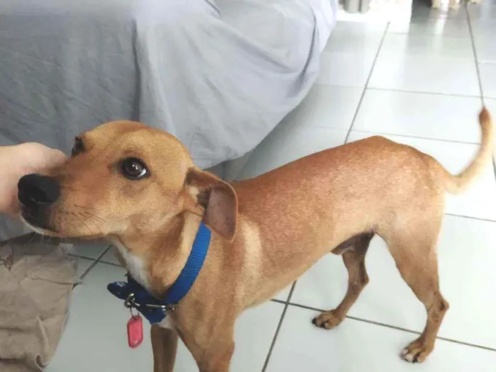 Cachorro ra a viralata idade 1 ano nome Bolt