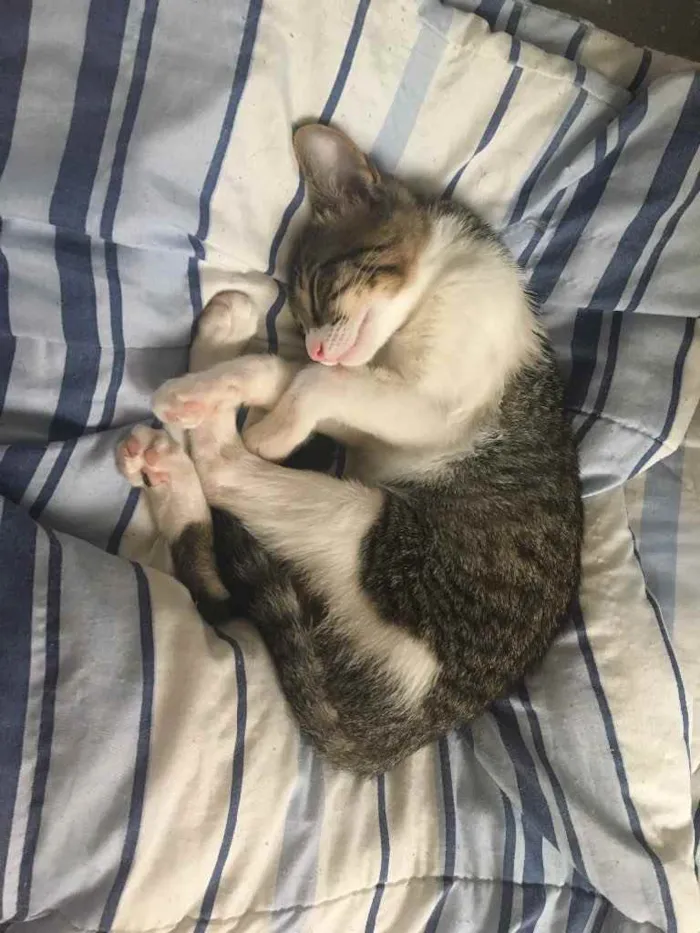 Gato ra a SRD idade 2 a 6 meses nome Pity