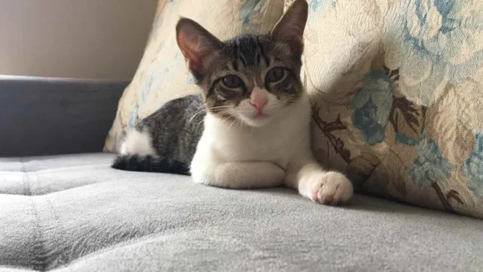 Gato ra a SRD idade 2 a 6 meses nome Pity
