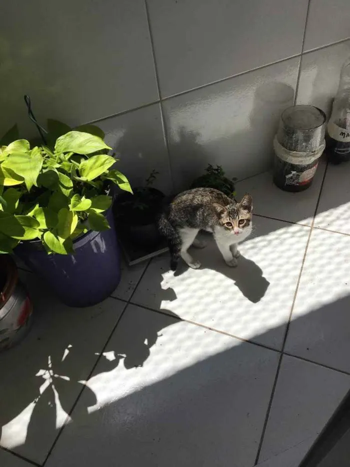 Gato ra a SRD idade 2 a 6 meses nome Pity