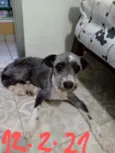 Magrão