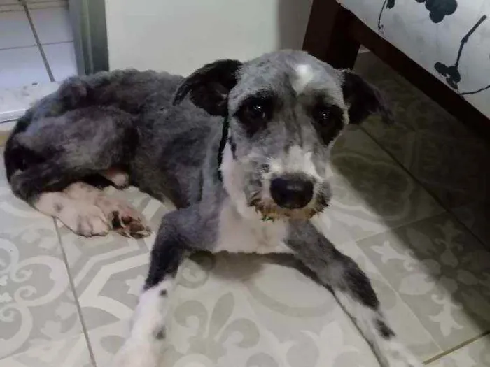 Cachorro raça Srd idade 4 anos nome Magrão
