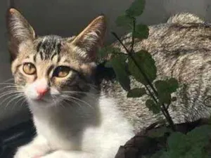 Gato raça SRD idade 2 a 6 meses nome Pity