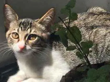 Gato ra a SRD idade 2 a 6 meses nome Pity