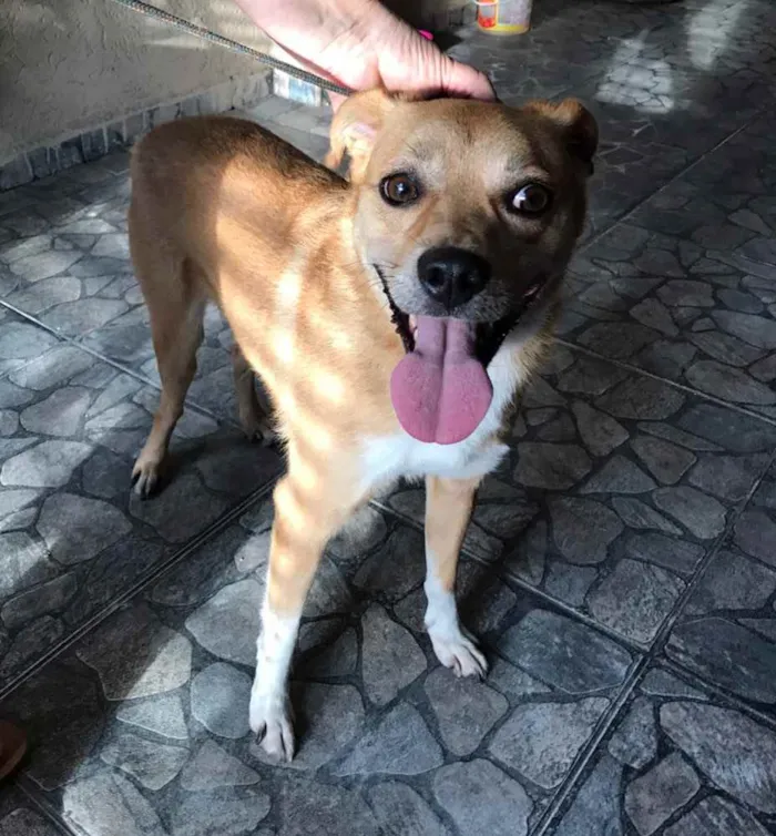 Cachorro ra a SRD idade 3 anos nome LUCAS