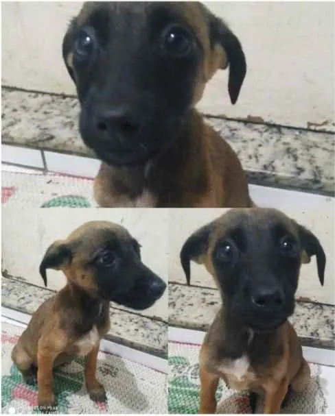 Cachorro ra a Srd idade 2 a 6 meses nome Sem nome