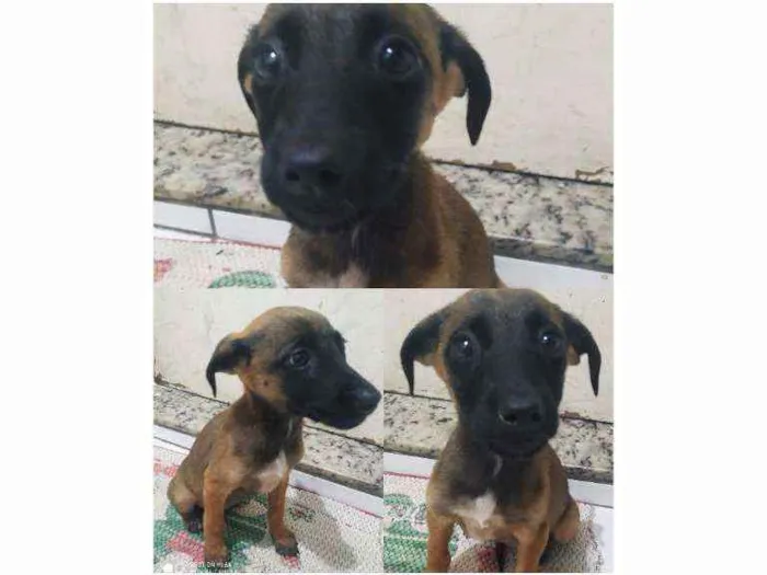 Cachorro ra a Srd idade 2 a 6 meses nome Sem nome