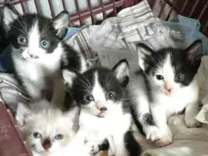 Gato raça  idade Abaixo de 2 meses nome Filhotes Marli 