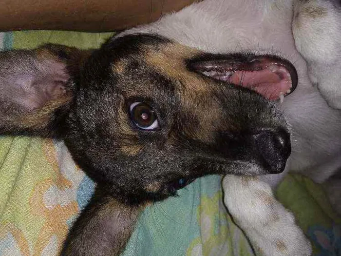 Cachorro ra a Indefinida idade 2 a 6 meses nome Vicky