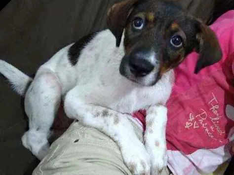 Cachorro ra a Indefinida idade 2 a 6 meses nome Vicky