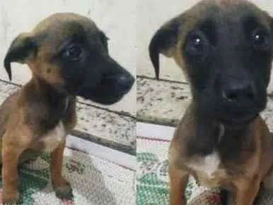 Cachorro ra a Srd idade 2 a 6 meses nome Sem nome