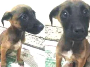 Cachorro raça Srd idade 2 a 6 meses nome Sem nome