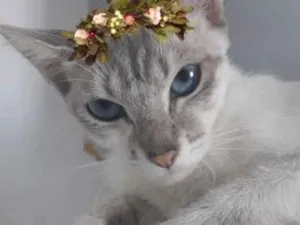 Gato raça SRD-ViraLata idade 1 ano nome ANGELINA