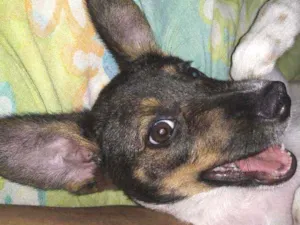 Cachorro raça Indefinida idade 2 a 6 meses nome Vicky