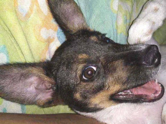 Cachorro ra a Indefinida idade 2 a 6 meses nome Vicky