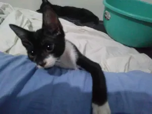 Gato raça SRD-ViraLata idade 2 a 6 meses nome Ingella 
