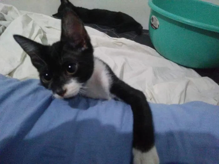 Gato raça SRD-ViraLata idade 2 a 6 meses nome Ingella 